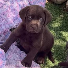Kelly - Chocolate female Dilute Retriever puppy in Baldwin City, Kansas from Hedge Lane Labradors