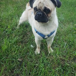 Piglet - Pug