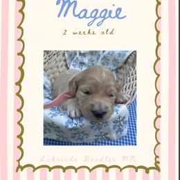 Maggie- coral - Apricot female Goldendoodle puppy in Carlton, Minnesota from Lakeside Doodles MN