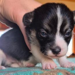 Maverick - Black and white male American Corgi puppy in Checotah, Oklahoma from Skoal Creek Corgi's