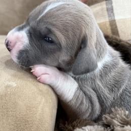 Bluefawn mantle girl - Fawn female Great Dane puppy in Greenville, South Carolina from Allen’s Ridge Ranch