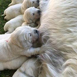 Golden Retriever Puppies from Trusted Valley Retrievers