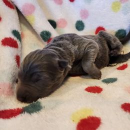 Sugar - Blue female German Shepherd puppy in Los Lunas, New Mexico from Mali's German Shepherds