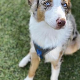 Australian Shepherd All Grown Up from A&K’s Aussies