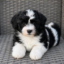 Boy 1 - Black and white male Havanese puppy in Kinston, North Carolina from Colhaven Havanese