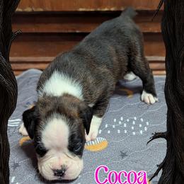 Cocoa - Brindle female Boxer puppy in Mountain Home, Idaho from LJK Boxers & Toy Aussies