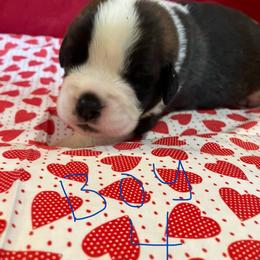 Boy 4 - Red and white male Saint Bernard puppy in New Sharon, Maine from Kimball Pond  Saint Bernards