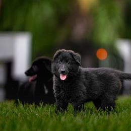 Belgian Sheepdog Puppies from Sans Soleil