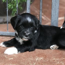 Papillons and Tibetan Terriers from Corsair Tibetan Terriers & Papillons