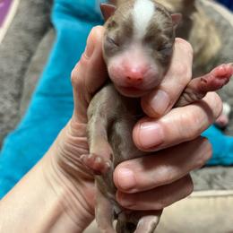 Girl 2 - Chocolate female Chihuahua puppy in Matensdale, Iowa from Tammy's Chihuahuas