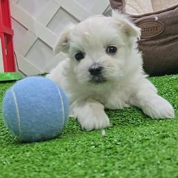 Hans Solo - White male Maltese puppy in Aurora, Missouri from KnJ Precious Paws LLC