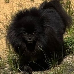 Hope - Pomeranian