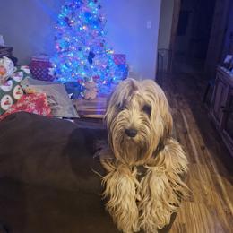 Tibetan Terrier All Grown Up from West Coast Tibetans