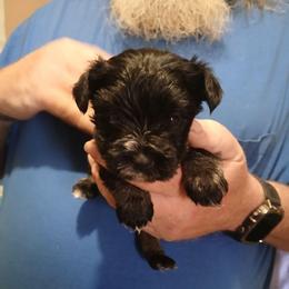 Dustin - Black and silver male Miniature Schnauzer puppy in Burna, Kentucky from Sky & Ivy Farms