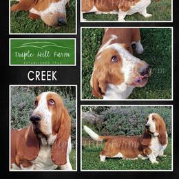 Creek - Basset Hound