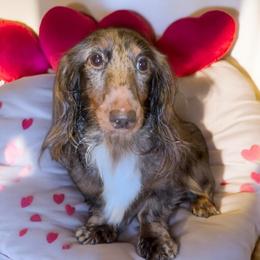 S’mores - Dachshund