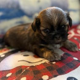 AKC Bonbon - Sable female Shih Tzu puppy in Paintsville, Kentucky from Molly B's ShihTzus