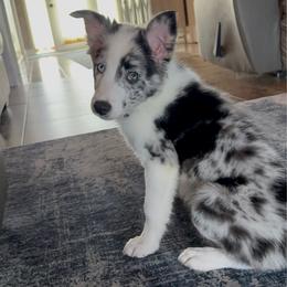 Spot On Cash - Slate merle male Border Collie puppy in Avondale, Louisiana from Spot On Border Collies