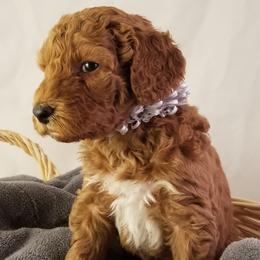 Goldendoodle Puppies from Wisconsin Doodle Dog (of La Crosse)