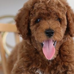 Cavapoos, Goldendoodles, and Poodles from Dlm_doodles