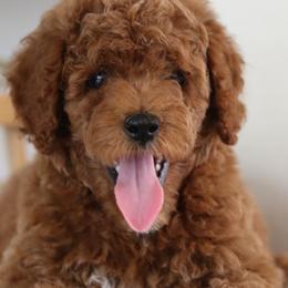 Cavapoos, Goldendoodles, and Poodles from Dlm_doodles