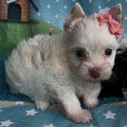Dandelion - Parti female Yorkshire Terrier puppy in Parkersburg, West Virginia from Chocolate Diamonds in the RUFF