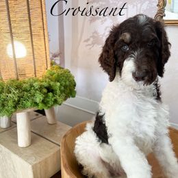 Croissant - Parti Poodle puppy in Corona, California from Garden Of Poodles