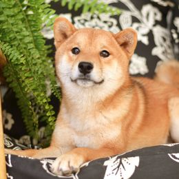 Kamaji - Shiba Inu