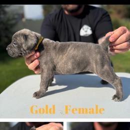 Gold collar - Gray brindle female Cane Corso puppy in Herriman, Utah from High Country Corsos