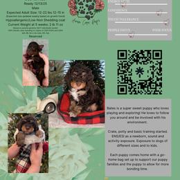 Bernedoodle, Goldendoodle, and Poodle Puppies from Anam Cara Pups