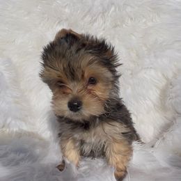 Payton - Black and gold female Yorkshire Terrier puppy in Las Vegas, Nevada from Yorkiepupsntcups
