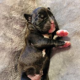 Boxer Puppies from Winchester Boxers