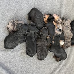 Goldendoodle Puppies from Bellegrove Goldendoodles