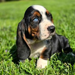 Hank - Black white and tan male Basset Hound puppy in Lebanon, Ohio from Lady Mae Bassets