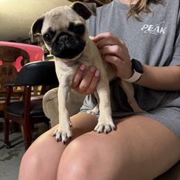Polly - Black female Pug puppy in Lexington, Alabama from Cook Grandy