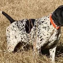 Stormy - German Shorthaired Pointer