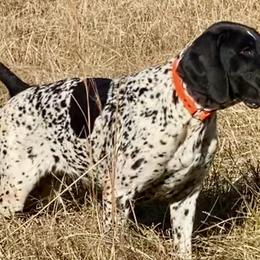 Stormy - German Shorthaired Pointer