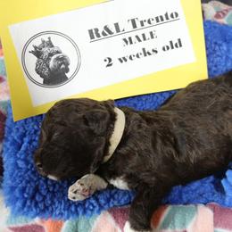 Lagotto Romagnolo Puppies from Royal and Loyal Lagotto Romagnolo