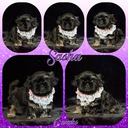 Sasha - Black and tan female Shih Tzu puppy in Yelm, Washington from Lala's All Star Shih Tzu