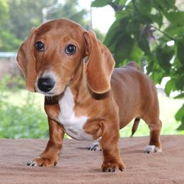 Tulip Purebred DNA Tested Parents Health Certified - Red female Dachshund puppy in Haines City, Florida from Divine Poodle Paradise Standard Poodles & Divine Dachshunds