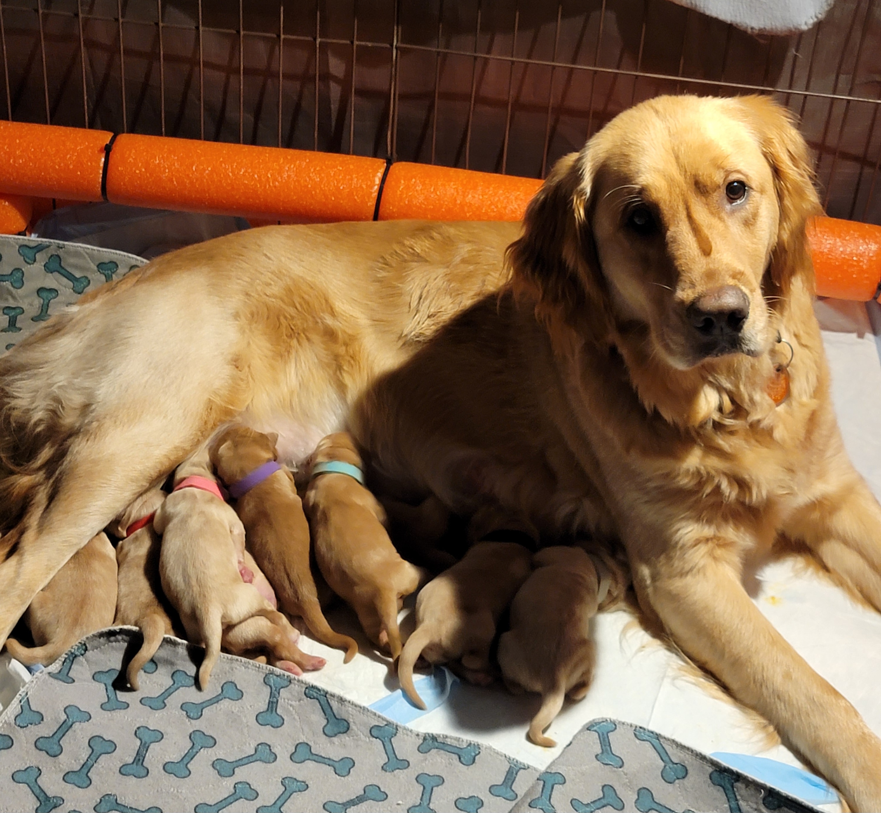 Golden Retriever Puppies from JK Goldens