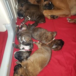 Boxer Puppies from SmashBox Kennel