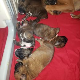Boxer Puppies from SmashBox Kennel