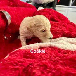 Cookie - Parti female Goldendoodle puppy in St Johns, Florida from Nini's Poodles and Doodles of St. Johns Co.