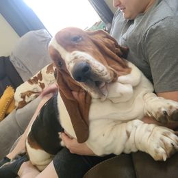 Eli or Wee Wee - Basset Hound