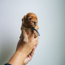 Blue collar boy - Red male Cavapoo puppy in Duncan, South Carolina from Abner Creek Poodles & Doodles