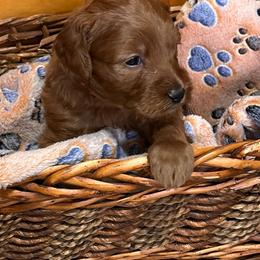 Choppa - Red  male Goldendoodle puppy in Conklin, Michigan from Lake Michigan Couture Cavapoos & Cockapoos