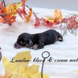 Landon - Black and cream male Dachshund puppy in Prairieville, Louisiana from Southern Barron Danes & Dachshunds
