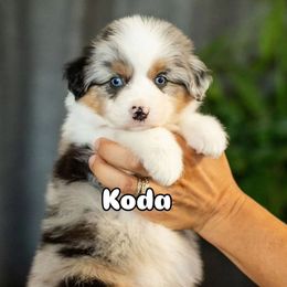 Koda - Blue merle male Miniature American Shepherd puppy in Tonopah, Arizona from King's Miniature American Shepherds