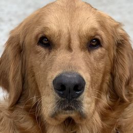 Apollo - Golden Retriever